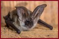 10 Crazy Facts About Bats