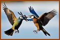 Are birds fighting or mating?