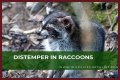 Can Raccoons Get Distemper? - Kylon Powell