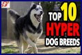 Does royal canin make dogs hyper?