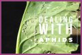 Does Sulphur Kill Aphids? - Kylon Powell