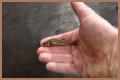 How long will minnows stay alive?