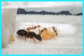 How To Get Ants Out Of Keurig?